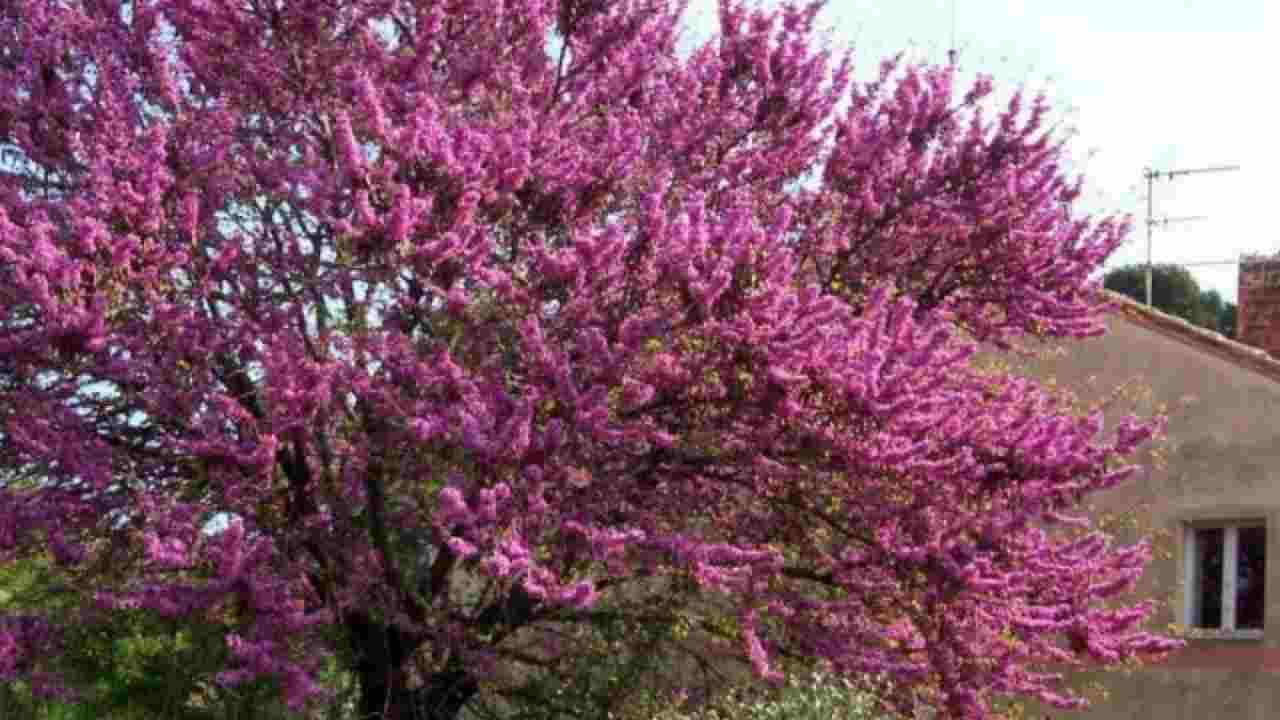 Albero di Giuda