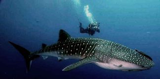 Decimando-Lo squalo balena è il pesce più grande del mondo, ed è a rischio estinzione. Ecco per quale motivo (wikipedia) - 20220516-www.curiosauro.it