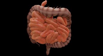 Un alimento che ingerisci ogni giorno attaccherebbe il microbiota intestinale