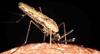 Nuove strategie per fermare l’avanzata della malaria