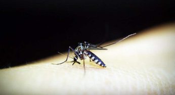 Per un’estate senza zanzare, piantala in giardino e loro spariranno