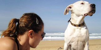 Cane al sole - www.curiosauro.it