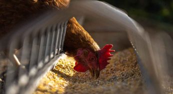 Ora sappiamo quando e dove l’uomo ha addomesticato le prime galline
