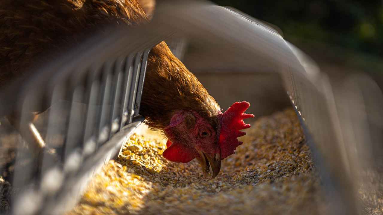 Gallina www.curiosauro.it