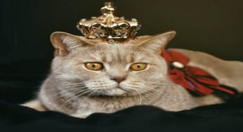 Gatti, ecco perché dovresti averne uno in casa