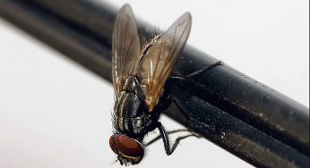 Allontanare gli insetti con un trucco fai da te: basta un po’ di carta stagnola…