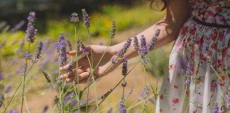 Lavanda: la pianta fantastica che toglie lo stress- curiosauro.it-230622