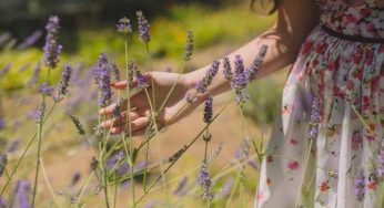 Lavanda: la pianta fantastica che toglie lo stress