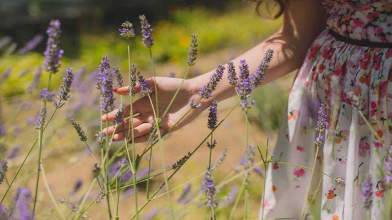 Lavanda: la pianta fantastica che toglie lo stress- curiosauro.it-230622