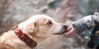 Parlare con il proprio cane è diventato realtà