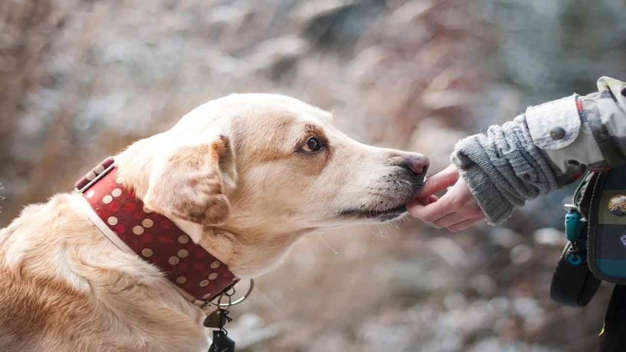 Parlare con il proprio cane è diventato realtà