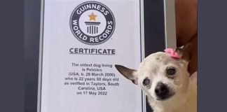 Cane da record www.curiosauro.it