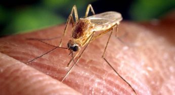 Inutile nascondersi: le zanzare ci troveranno comunque | Ecco come fanno…