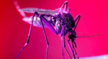 Zanzare aliene, la preoccupazione degli scienziati: “Mandateci le loro foto” | Quali sono le più pericolose