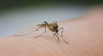 Vittime delle punture | Ecco perché le zanzare attaccano sempre te e gli altri no