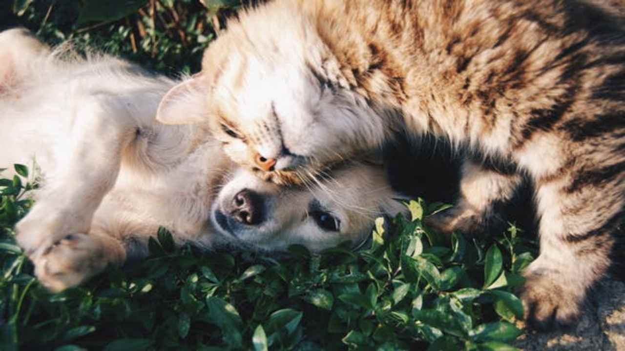 Cane o gatto, il tuo carattere in base questa preferenza. curiosauro.it- 090722