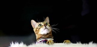 Dai felini agli uomini: tracciato il primo contagio da un gatto a una donna di coronavirus (Pixabay)-20220707 - www.curiosauro.it