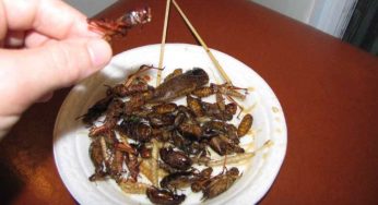 Insetti a scopo alimentare: ecco quali possiamo mangiare e quali no