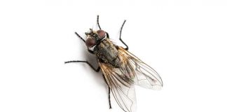 Mosca - www.curiosauro.it