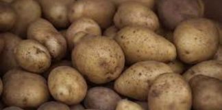Patate www.curiosauro.it