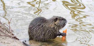 Nutria - www.curiosauro.it