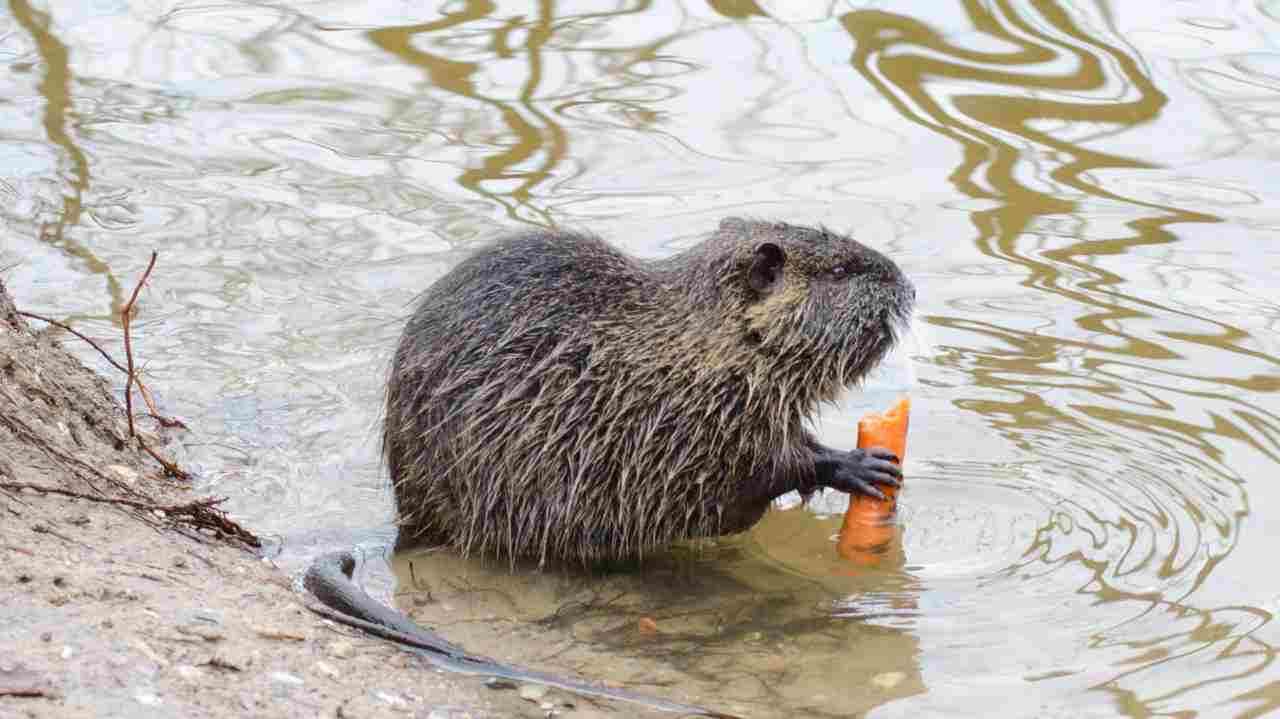 Nutria - www.curiosauro.it