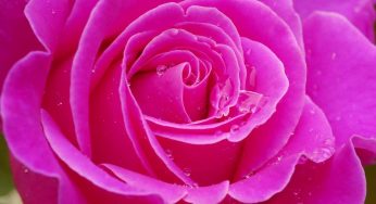 Autoipnosi: puoi praticarla con una rosa | Ma stai attento: è davvero pericoloso