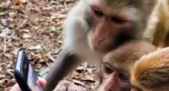 La nuova frontiera dei social piace anche ai nostri animali: non crederai alle loro reazioni [VIDEO]