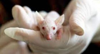 Il suono cancella il dolore acuto e cronico | Esperimento riuscito sui topi