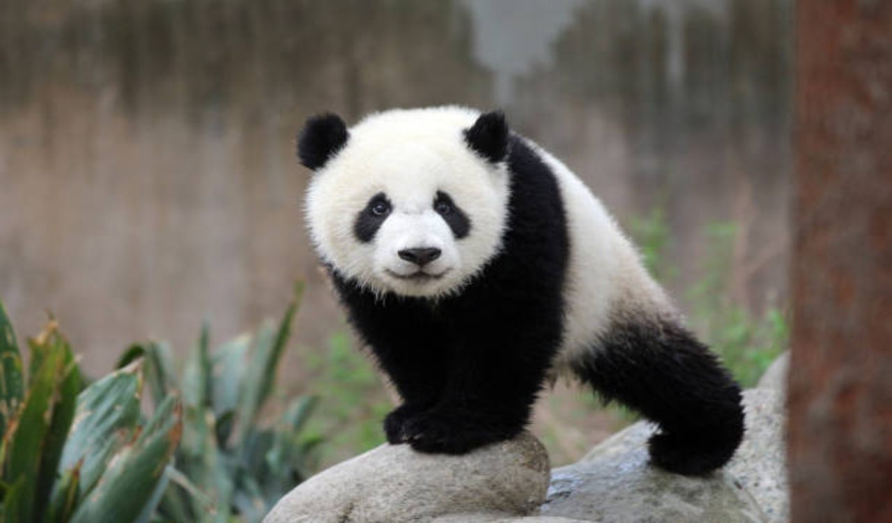 Viaggiare con un panda in business class: è accaduto davvero, e ci sono le foto