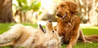 cani mangiano cacca