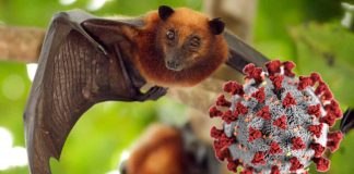 pipistrello e virus