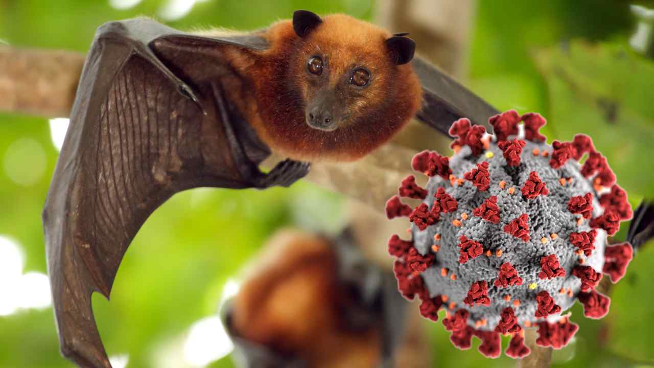 pipistrello e virus