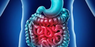 Intestino