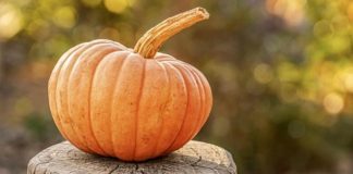 Come tagliare la zucca