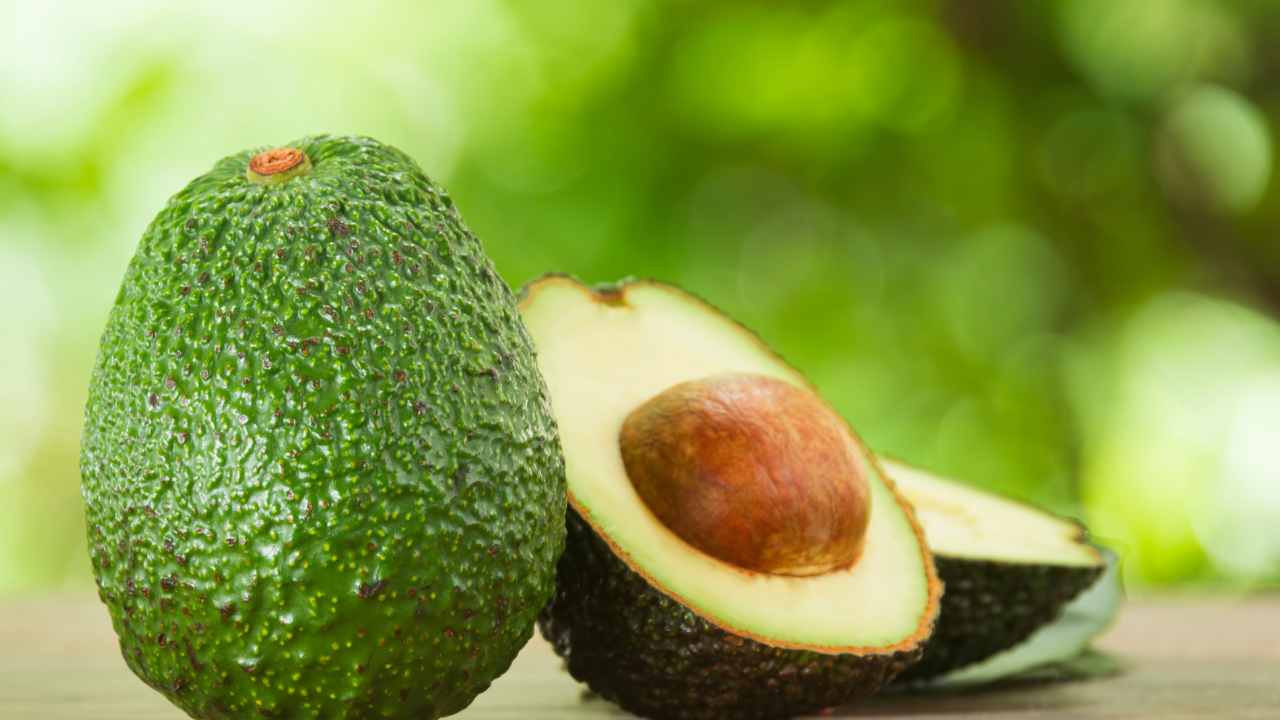 avocado costo