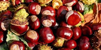 Castagne