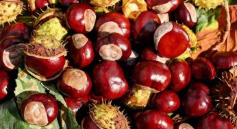Castagne: il prezzo crolla vertiginosamente ma nessuno sa perché sta succedendo!
