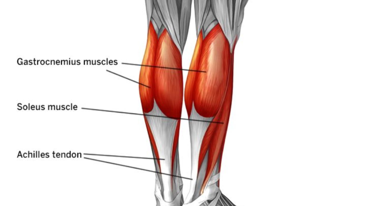 Muscolo soleo