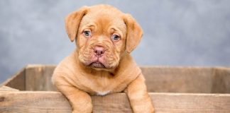 Cucciolo di cane