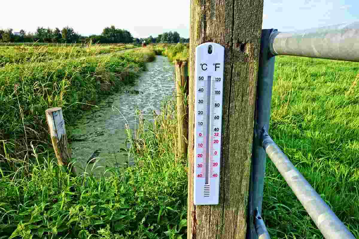 Termometro: misurare la temperatura con gli uccelli