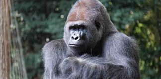 Bua Noi, gorilla rinchiusa in un centro commerciale