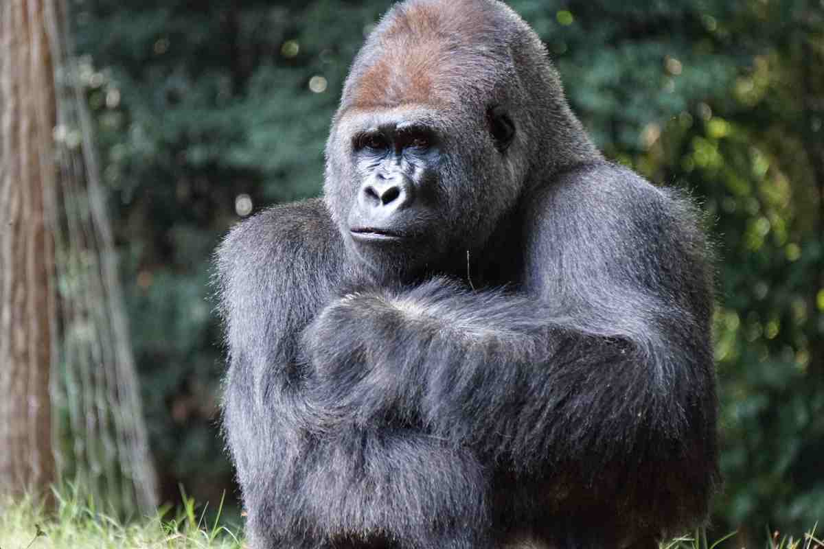 Bua Noi, gorilla rinchiusa in un centro commerciale