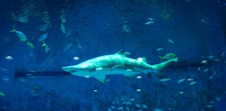 Squalo vegetariano: ecco le sue particolarità
