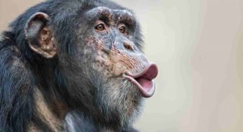 Non solo il Dna: con le scimmie condividiamo molto di più | L’incredibile scoperta degli scienziati