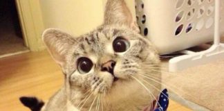 Gatto