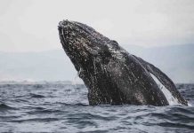 Incredibili immagini di una balena