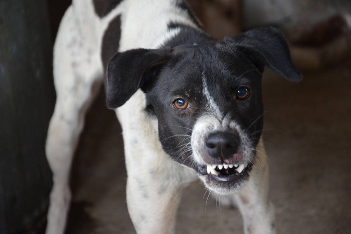 Quando il cane sta per attaccare