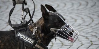 cane della polizia
