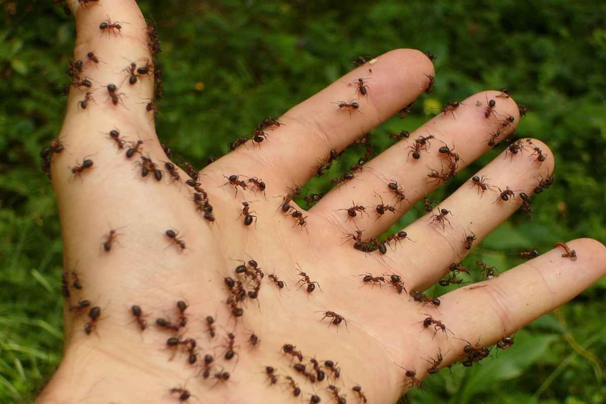 Contro formiche 